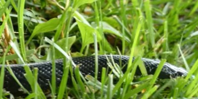 Suffolk County snake